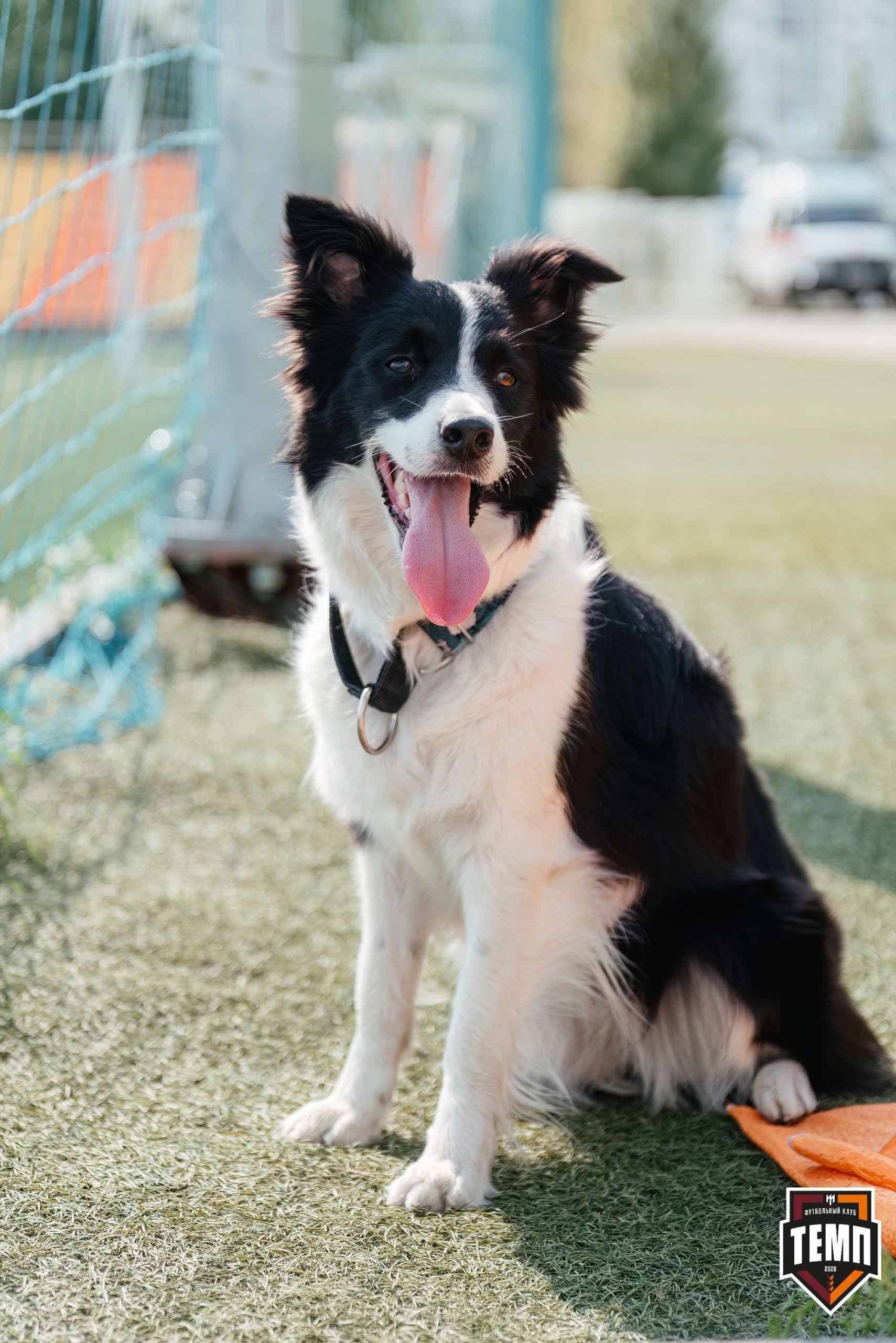 «Темп» 4:0 «Бурятия». Третья лига. 30.06.2024 — кадр 16