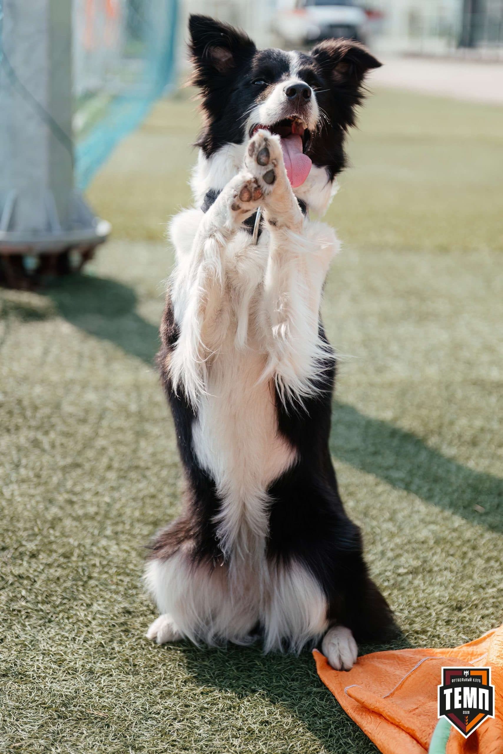 «Темп» 4:0 «Бурятия». Третья лига. 30.06.2024 — кадр 17